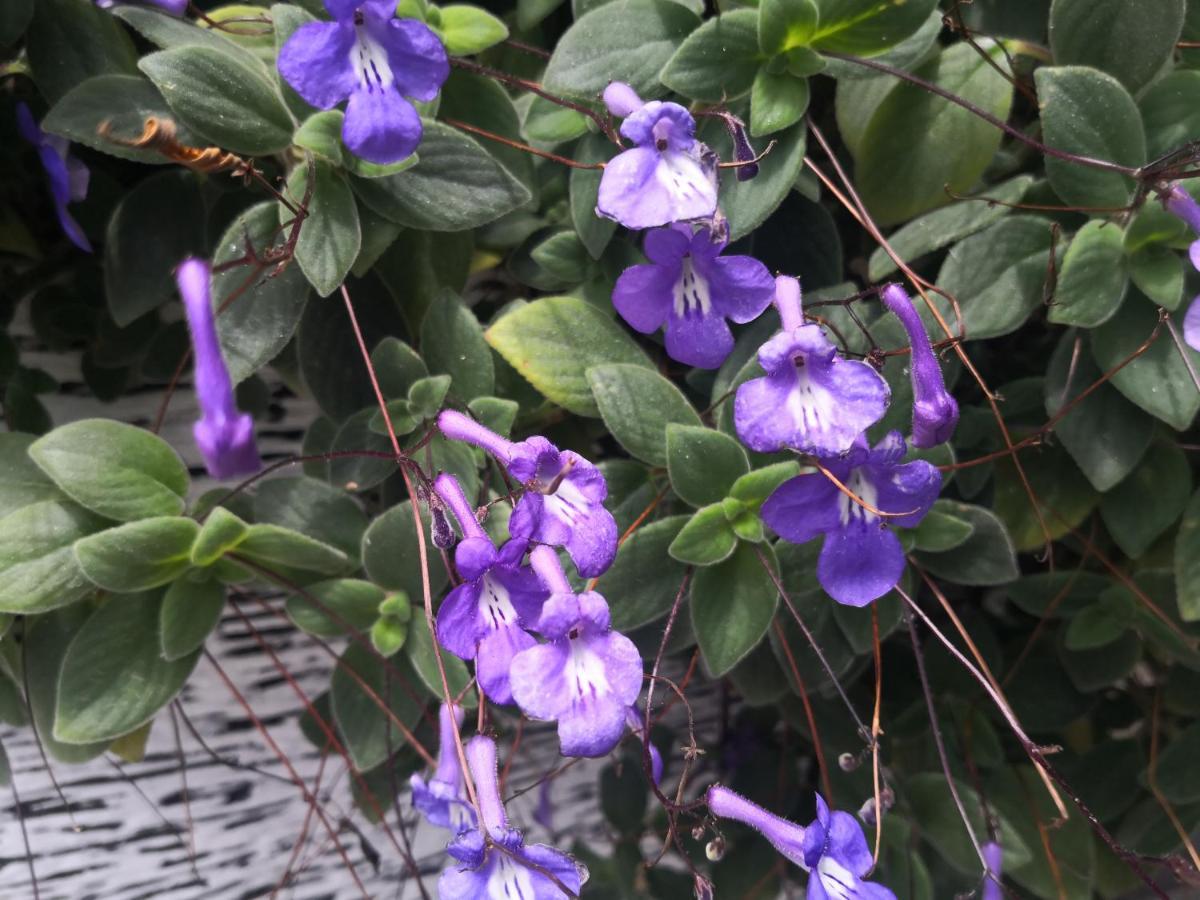 Lily Homestay Barrington Square Cameron Highlands. Brinchang Eksteriør bilde