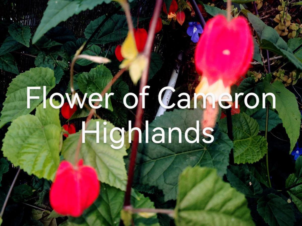 Lily Homestay Barrington Square Cameron Highlands. Brinchang Eksteriør bilde